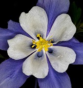 Aquilegia caerulea - Colorado Columbine